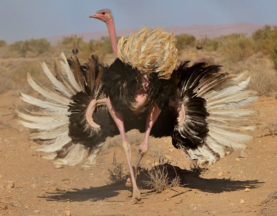 ostrich