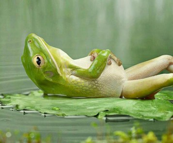 frog-at-rest